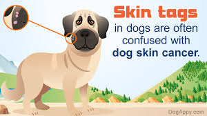 Early warning signs of skin cancer. Skin Tags On Dogs Pet Ponder