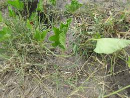 Image result for Cucumis humifructus