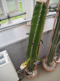 Image result for Cereus jamacaru