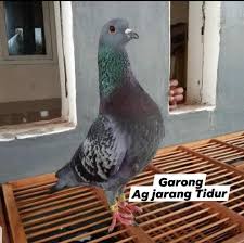 Blorok adalah burung dengan warna yang tidak karuan, seperti cat di campur aduk dan letaknya tidak menentu / tidak rapi. Merpati Chanel Garong Striker Utama Ag Jarang Tidur Facebook