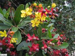 Image result for Campylospermum densiflorum