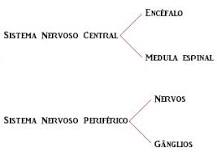 Resultado de imagem para organização do sistema nervoso