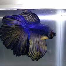 Ikan cupang ini dijual ikan cupang yang disebut peaceful betta ini juga memiliki sirip perut berwarna biru transparan dan. Ikan Cupang Halfmoon Jumbo Ikan Hias Shopee Indonesia
