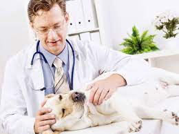 Wann sollte ich meinen hund kastrieren lassen? Hundin Kastrieren Wann Ist Der Richtige Zeitpunkt