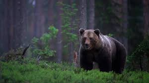 Maybe you would like to learn more about one of these? Big Brown Bear In A Moss Covered Forest Desktop Wallpapers 1920x1080