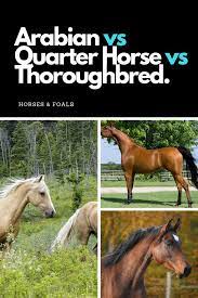 Pin On Horse Breeds