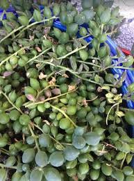 Generally speaking, it is easier to fix an underwatering problem than an overwatering one. Why Is My String Of Pearls Plant Dying And How To Save It Succulent Plant Care
