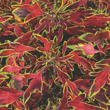 Image result for Coleus meyeri
