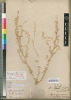 Image result for Aerva leucura