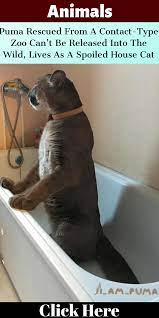 Puma Rescued From A Contact Type Zoo Can T Be Released Into The Wild Lives As A Spoiled House Cat Cat House Dog Training School Animals Beautiful