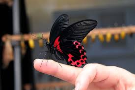 Yosemite national park in mariposa county is home to majestic attractions and premier lodging. Hd Wallpaper Mariposa Insect Mariposario Human Body Part One Person Wallpaper Flare