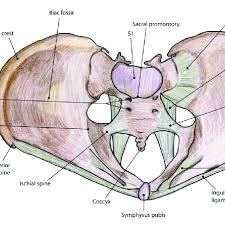 The joints of the pelvis are the sacroiliac and sacrococcygeal joints and the pubic symphysis, while the anterior sacroiliac ligament is a flat band which joins the bones above and below the pelvic brim. The Female Pelvis The Pelvic Bones Joints Ligaments And Foramina Download Scientific Diagram