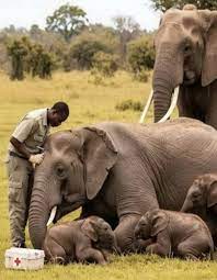 Elephant twins born in savannah herd
