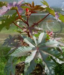 Chivito/cabrito mamón chico stock permanente. Mamona Planta De Oleo De Rodizio Feijao Toupeira Higuera Infernal Plantas Ornamentais Folhosos Ricinus Foto Cuidado E Crescente Caracteristicas E Plantio
