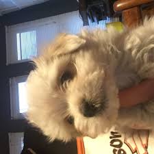 The puppies we raise are born in our home and raised in a family environment. Havanese Puppies For Sale Macomb County Mi 188822
