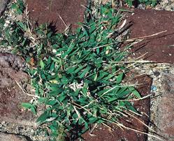 Image result for Digitaria ciliaris