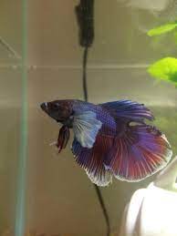 When the betta fish are transported from overseas or when they are the number one cause for fin rot and body rot is poor water quality.? Betta S Fins Curling Is This Fin Rot Bettafish