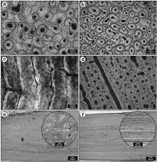 Using a saw microtome cut the bone section to reduce it to about 25mm in length (this could be a leg bone). Light Microscopy Images Of Transverse Cross Sections Of Bones Of Download Scientific Diagram