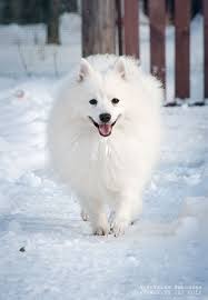 Miniature Black American Eskimo Dog Beloe Na Belom Yaponskie Shpicy Sibiri Japanese Dogs American Eskimo Dog Japanese Spitz