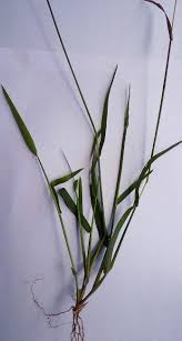 Image result for Digitaria longiflora