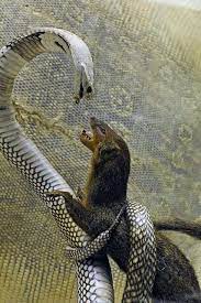 Sharing 65 Inspiring Beautiful Wild Animals Animals Wild Animals Animals Beautiful