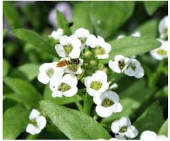 Hire the best pest control services in portland, or on homeadvisor. Natural Pest Control Attracting Beneficial Insects Piedmont Master Gardeners