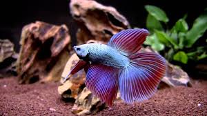 Buying new arrival betta delta tail 2020. Types Of Betta Fish Tail Types And Patterns Aquarium Online Store