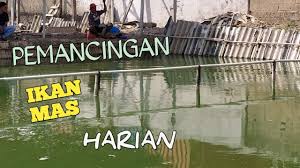 Pemancingan Ikan Mas Youtube