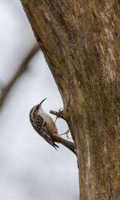Grimpereau Des Jardins Birds Animals Photo