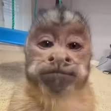 Amanda Cid (Xxxxxxxxxxxamanda)