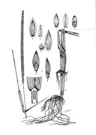 Image result for Sacciolepis africana