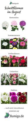 Welche Blumen Gibt Es Im August Schnittblumen Saison Kalender Saison Blumen Blumen Geben Schnittblumen
