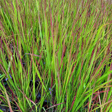 Image result for Imperata