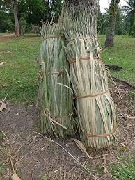 Image result for Raphia gentiliana