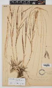 Image result for Bothriochloa radicans