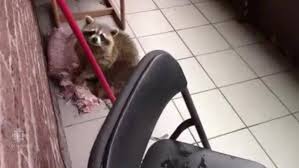 Skedaddle's ottawa wildlife control technicians have encountered different situations which resulted in the team learning all tricks in the squirrel book. A Raccoon S Amazing Climb Down From A 10th Floor Balcony Cbc News