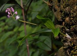 Image result for Polystachya vulcanica