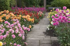 Dahlien Richtig Pflanzen Und Pflegen Blumenzwiebeln Pflanzen Dahlien Und Blumensamen