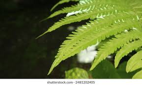 Image result for Cyclosorus interruptus