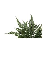 Image result for Rumohra