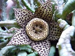 They have brilliant colors, and some have unique shapes that spice up any gardens. Pin On The Beauty Of Nature