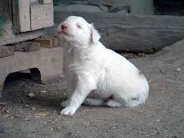 2.6 mercyme miniature amercian shepherds. Special Needs Merle Australian Shepherd Puppy Best Friends Animal Society