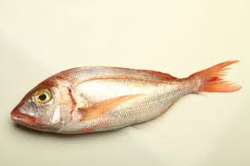 Pajel Pagellus Erythrinus Pescado Comun En Mercados Stock Photo Adobe Stock