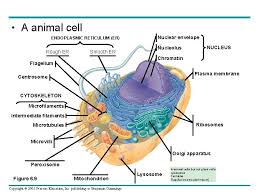 © pearson education ltd 2010 human biology 1 chapter 1 1 a) diagram should show each part of an animal cell and its function: Chapter 6 A Tour Of The Cell Power