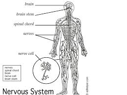 The brain lies entirely within the skull. Nervous System 6th Grade Health Ppt Video Online Download