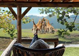 Things to do near beekse bergen safari park. Safari Resort Beekse Bergen In Hilvarenbeek The Best Offers