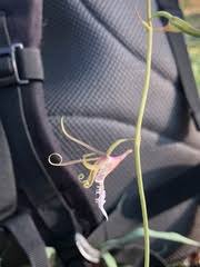 Image result for Eulophia galeoloides