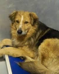 Black And White Cattle Dog Long Hair Animal Id 38250921 Species Dog Breed Australian Cattle Dog Mix Age 2 Years Gender Male Size Large Color Bro Australian Cattle Dog Mix Cattle Dogs Mix Brown Dog