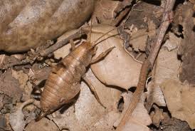 When you use essential oils as part of your natural medicine cabinet, it's important you know that you're using oils that aren't diluted or modified to smell better. Camel Cricket Sounds Gammarotettix Bugguide Net