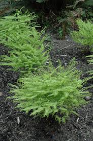 Image result for Adiantum vogelii